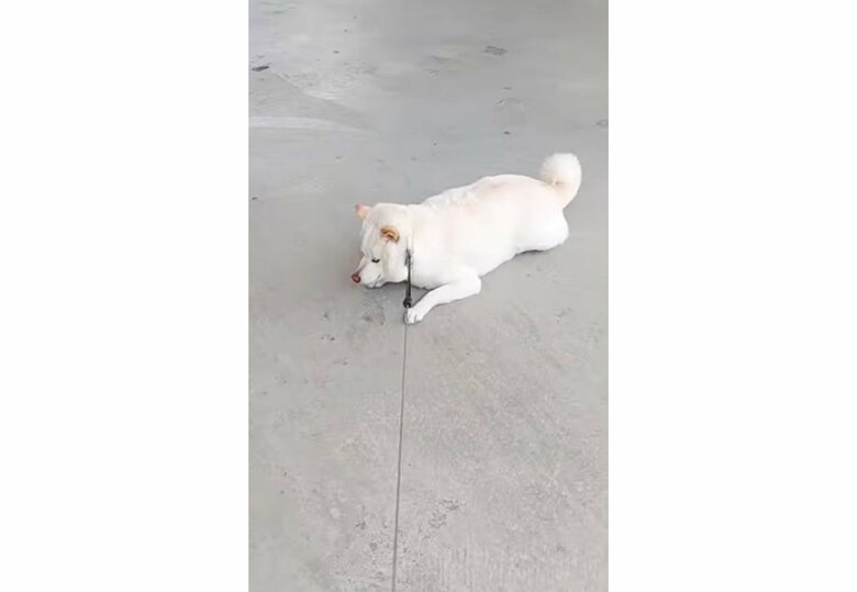 提供： kinako_kinakoさん