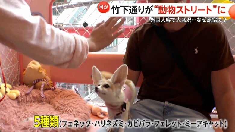 「原宿かわいい動物園」で触れ合えるフェネック