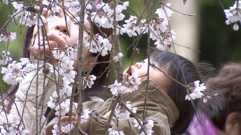 花を近くで愛でることも