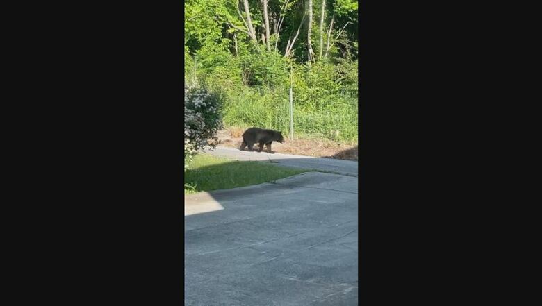 道路を歩くクマ（提供：視聴者）