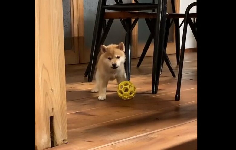 撮られていることに気付いたミコシくん