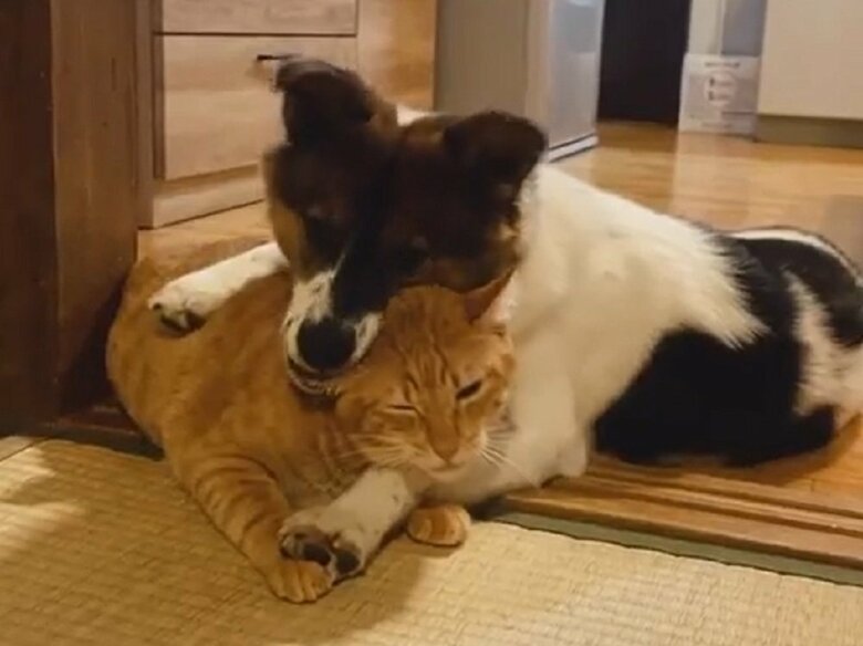 アグちゃんはターコロくんが大好き　耳をカミカミ