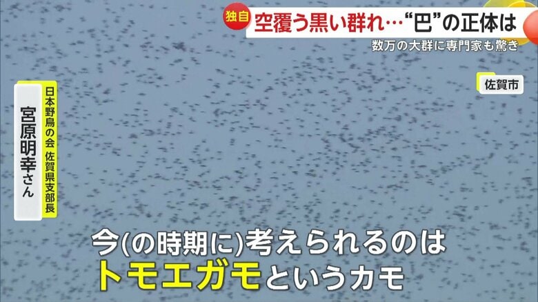 ｢今（の時期に）考えられるのはトモエガモというカモなんですけどね」と語る宮原さん