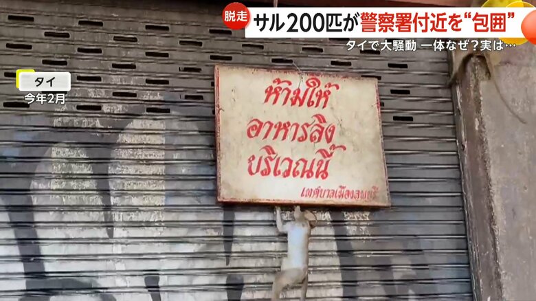 シャッターに張られた看板を使って鬼ごっこするサル