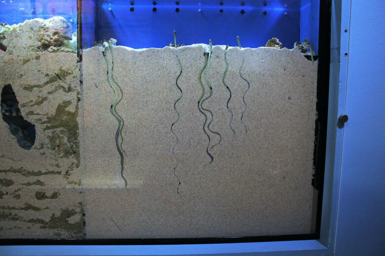 提供：沼津港深海水族館