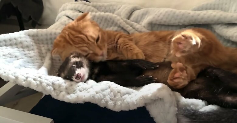 提供：IG @hinako_munchkinさん