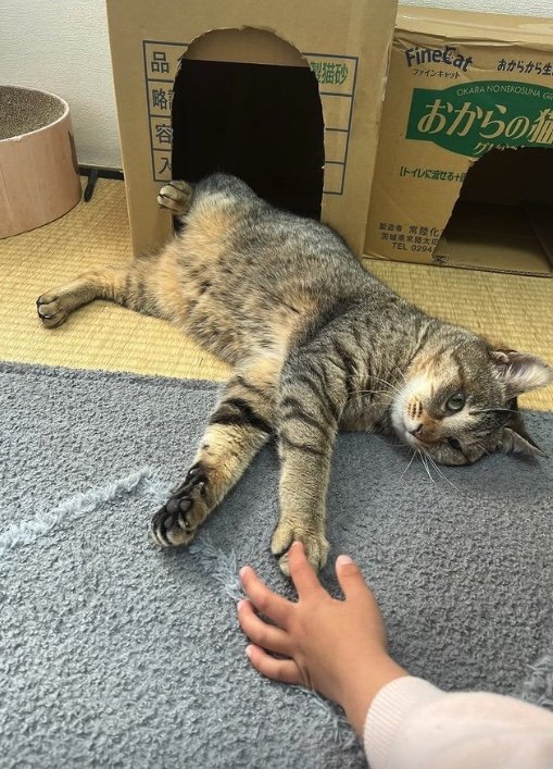 提供：ちびまるまろんさん