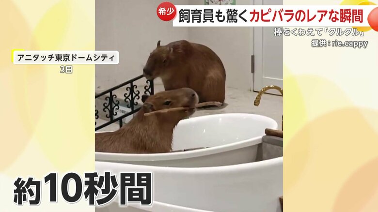 まるでバトントワリングのように口でクルクルと棒を回すカピパラの姿