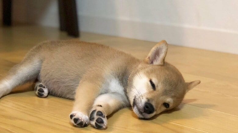 すやすやな姿が可愛い