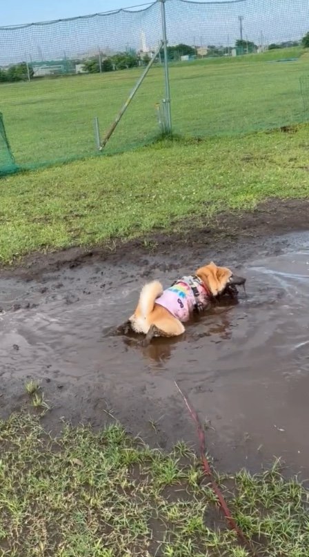提供：柴犬まるやん日記さん