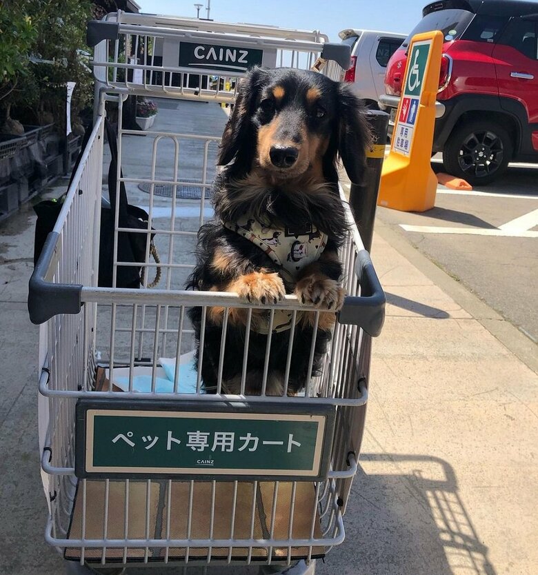 お買い物中
