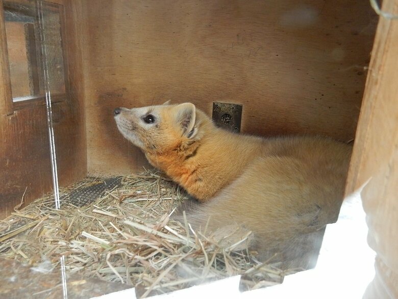 「何か音がした？」（提供：釧路市動物園）