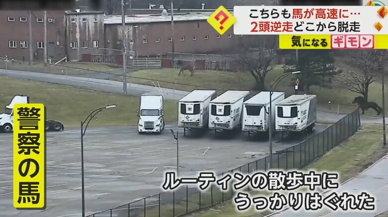 ルーティンの散歩中に、はぐれてしまった警察の馬