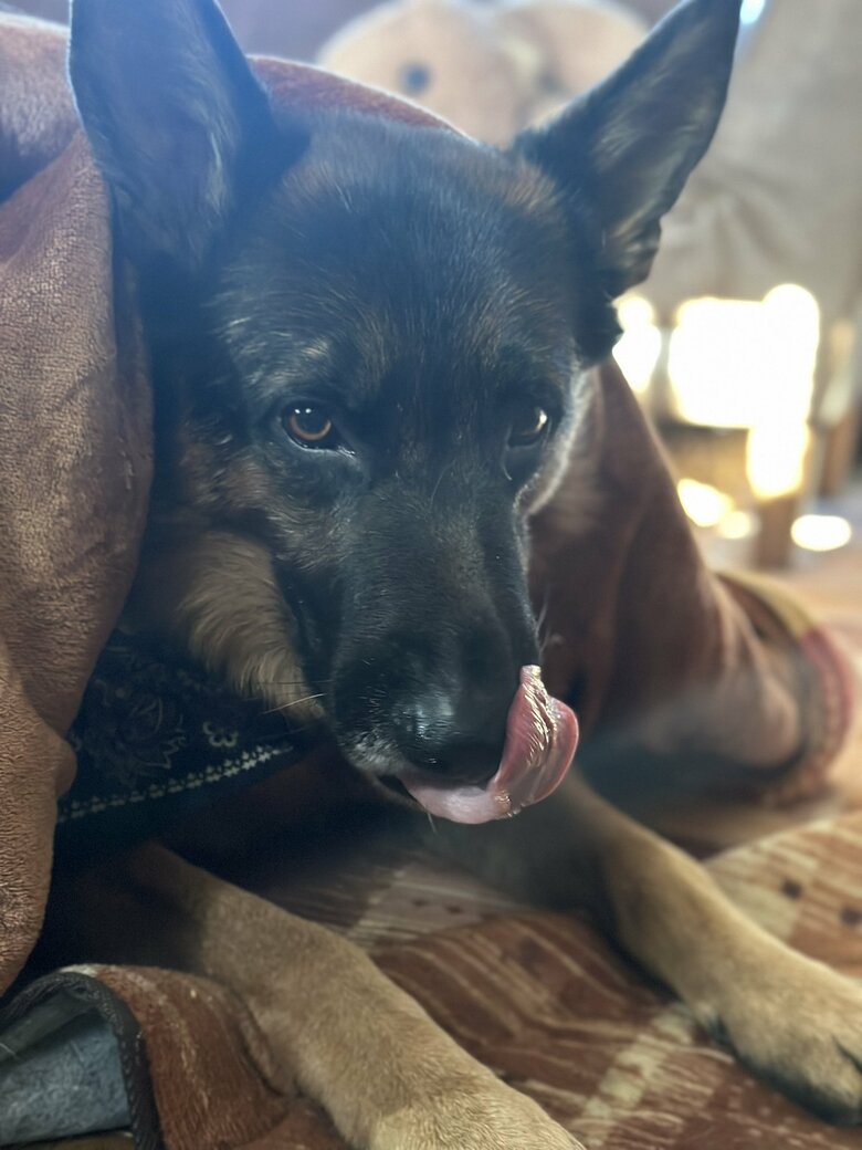 提供：Tobi and Bobi シェパード兄弟犬さん