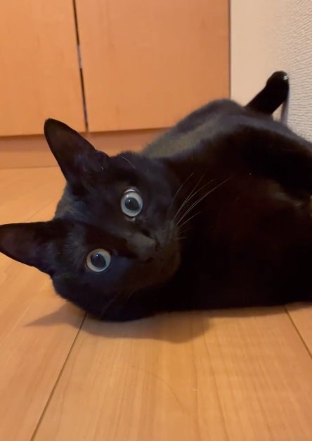 リラックス中のあずきくん