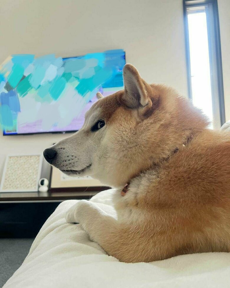 横目でチラ見（提供：柴犬 sasuke_紗助さん）