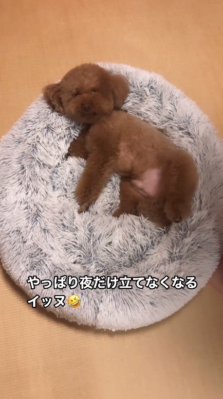 提供：Leo トイプードルさん