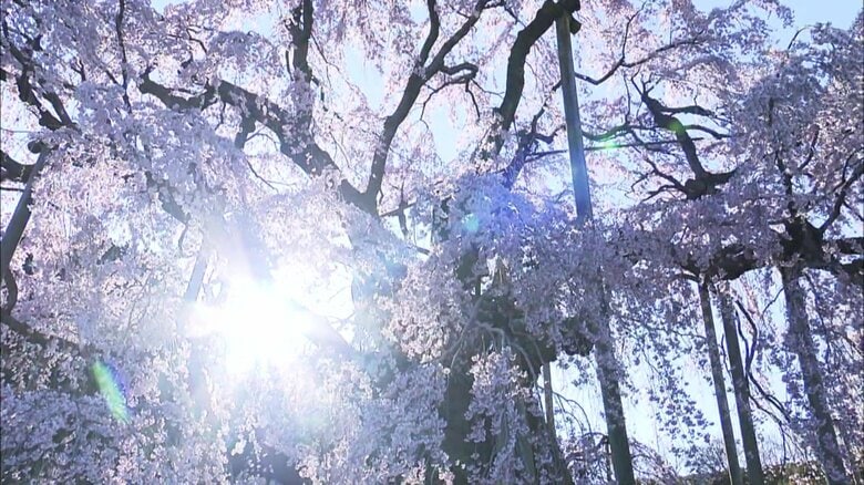 日差しを受け輝く