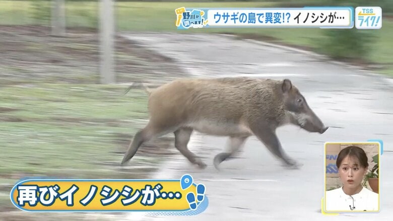 歩道を悠然と横切るイノシシ