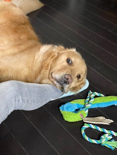 出勤前の飼い主さんにぺったりくっつくセナくん