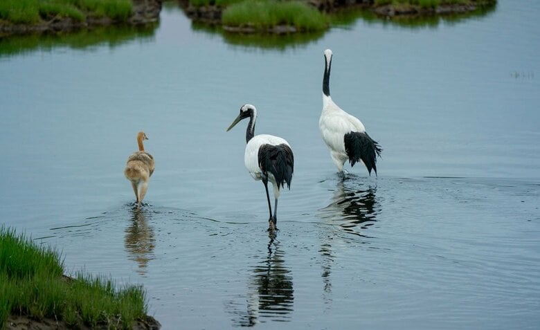 （出典：根室市）