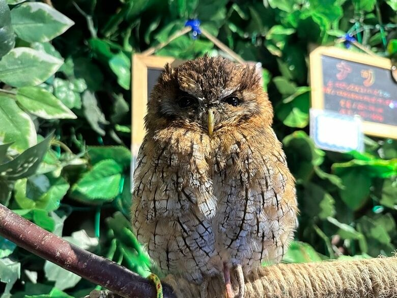 ふわふわでかわいらしいクルミちゃん