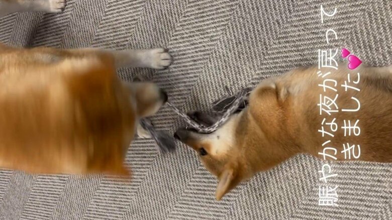 ロープでじゃれ合う様子