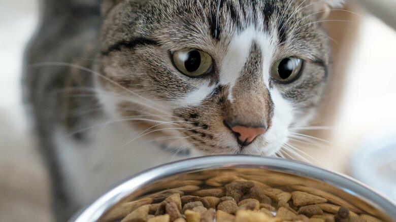 水を飲まないところに、ドライフード中心の食事が続く（画像はイメージ）