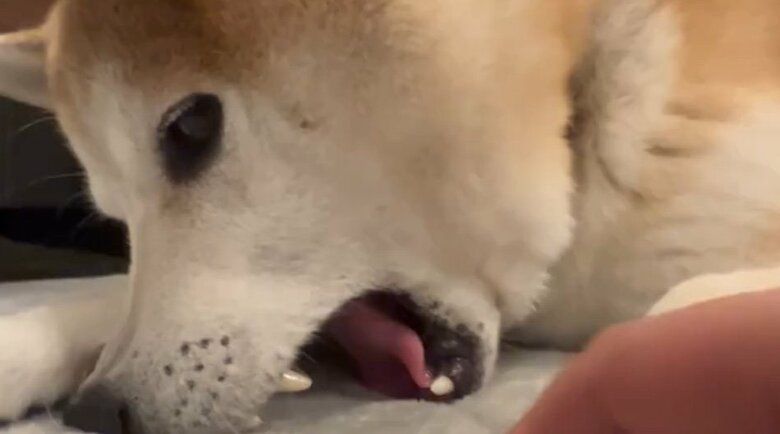 提供：柴犬 sasuke_紗助さん