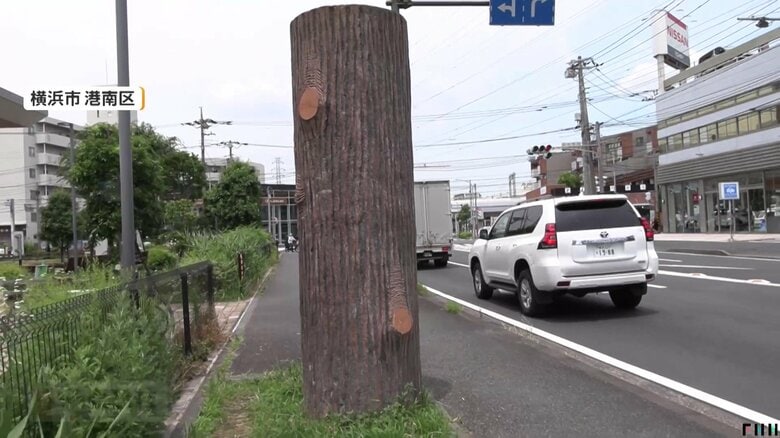 近隣住民も正体を知らない“謎の木”（神奈川・横浜市）