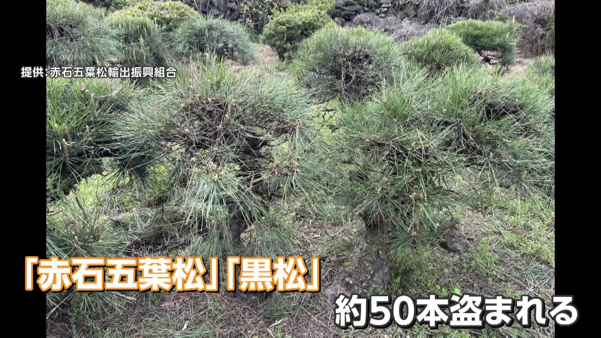 ブランド盆栽の「赤石五葉松」「黒松」50本“根こそぎ”盗難 輸出直前に