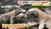 世界最大のトカゲ「コモドドラゴン」 輸出許可書が発行され近くiZooへ！