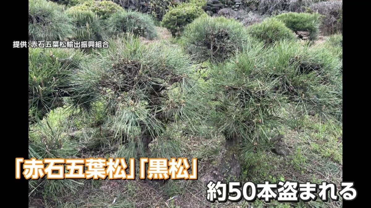 貴風盆栽、赤石五葉松、(山採取)23年 目立った傷や汚れ無し 貴風盆栽、赤石五葉松、(山採取)23年 目立った傷や汚れ無し 山採り赤松