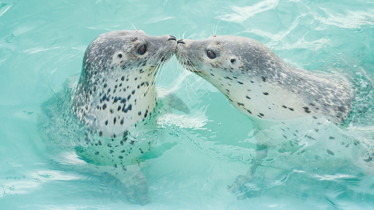 4頭のアザラシを救うべく、民家の庭先のため池から始まった