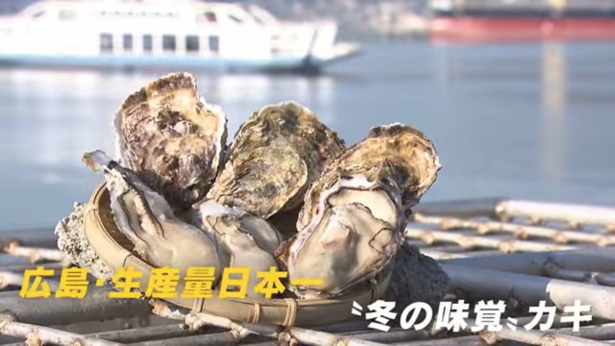 水揚げしたばかりの生牡蠣 10キロ 送料無料 早い者勝ち 期間限定10％OFF中！    生食用８ｋｇ（56~130粒） 殻付き 牡蠣 牡蛎 殻付き牡蛎 kaki カキ 松島牡蠣屋 BBQに最適    海産物 オイスター oyster 生牡蠣冬ギフト