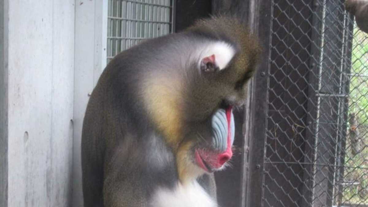昼休みのくたびれたおじさん 連日の暑さにマンドリル ケンシロウ のポーズが話題 Fnnプライムオンライン