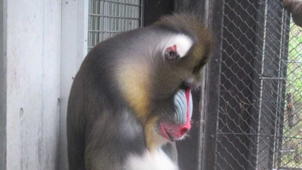 昼休みのくたびれたおじさん 連日の暑さにマンドリル ケンシロウ のポーズが話題