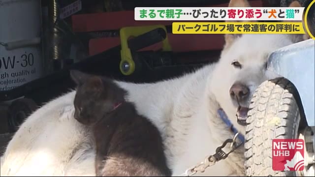 まるで親子 ぴったり寄り添う 犬 子猫 の光景 常連客も新規客も評判に パークゴルフ場の まねき猫