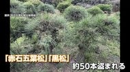 ブランド盆栽の「赤石五葉松」「黒松」50本“根こそぎ”盗難　輸出直前に…組合会長「許せない」　被害額500万円