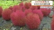 秋を彩るコキア５７００株が真っ赤に色づく　みちのく杜の湖畔公園で紅葉が見頃〈宮城〉