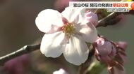  富山・松川べりの桜が気温上昇で続々開花　来週開花ラッシュか