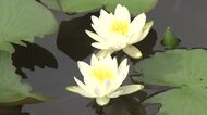 水面に映えるスイレンの花が見頃　越前市の味真野苑に約2000株　鑑賞は午前中がおすすめ