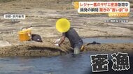 「ちょっと取ってみた」で済まず…レジャー客の密漁相次ぐ　大きな網とクーラーボックスにサザエ約200個　海保が摘発映像を公開