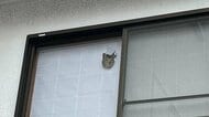 「目立つからやめてほしい笑」顔だけ出して見送る猫が怖いけど可愛い…どうやってのぞいていた?裏側の様子を聞いた