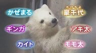 ホッキョクグマの子グマの名前、6つの最終候補が明らかに　来館者投票で25日に発表へ　秋田・男鹿市
