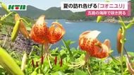  五島の「コオニユリ」8月ごろまで楽しめる