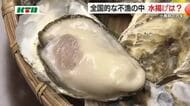 「ぷりぷりでクリーミー」シーズン到来！「小長井産」カキ 水揚げ量は例年並み200t 3月末まで