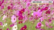 【天気コーナー】23日は「日中は青空」夕方からは下り坂　鳥取市青谷町ではコスモス見頃