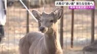 大阪市内に出没の迷いシカ　新たな住処へ　受け入れたのは温泉施設