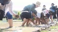 全校児童19人が泥んこに　小学生が恒例の田植え体験　ブランド米「夢つくし」を丁寧に　秋には稲刈りして収穫も　福岡・北九州市
